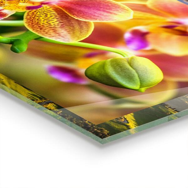 Sticlă bucătărie Orhidee portocalie