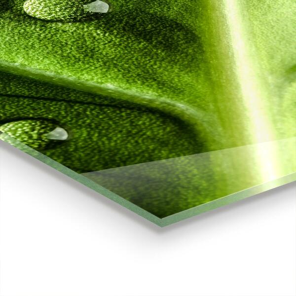 Sticlă printata bucătărie Frunză cu picături de rouă a dimineții