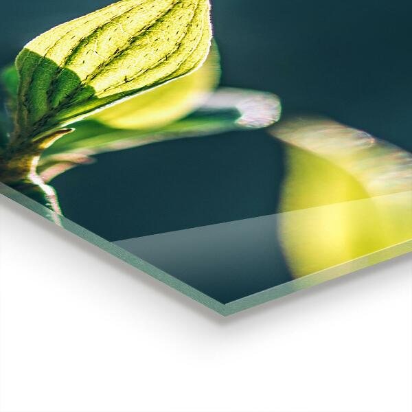 Sticlă bucătărie Frunză strălucitoare pe ramură