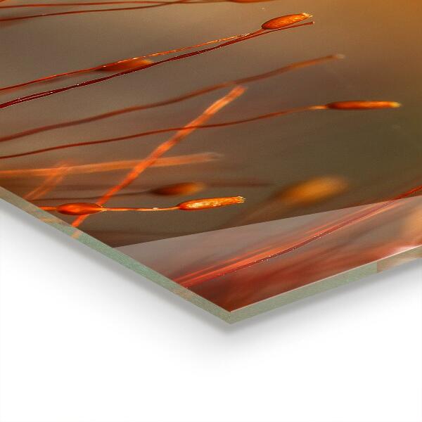 Panou perete bucătărie Câmp de cereale la apus