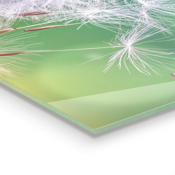 Panou perete bucătărie Păpădie păpădia în vânt