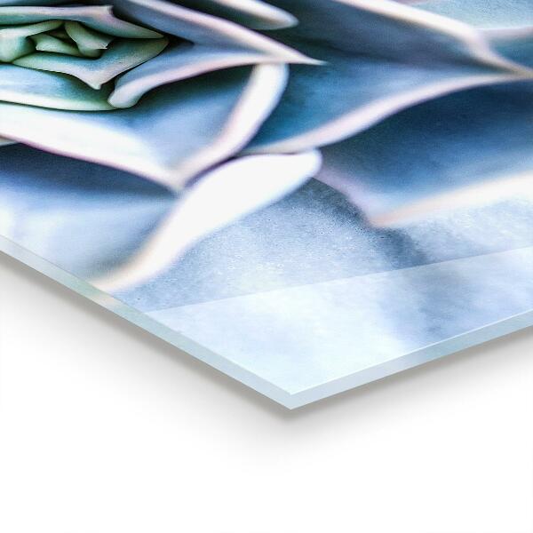 Panou perete bucătărie Cactus suculent