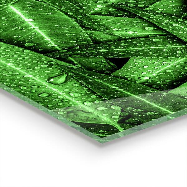 Sticlă bucătărie Frunze verzi după ploaie
