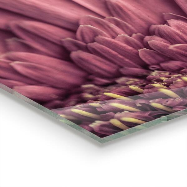 Sticlă bucătărie Floare margaretka gerbera