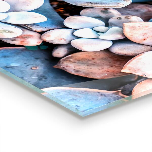 Panou sticlă bucătărie Suculente colorate