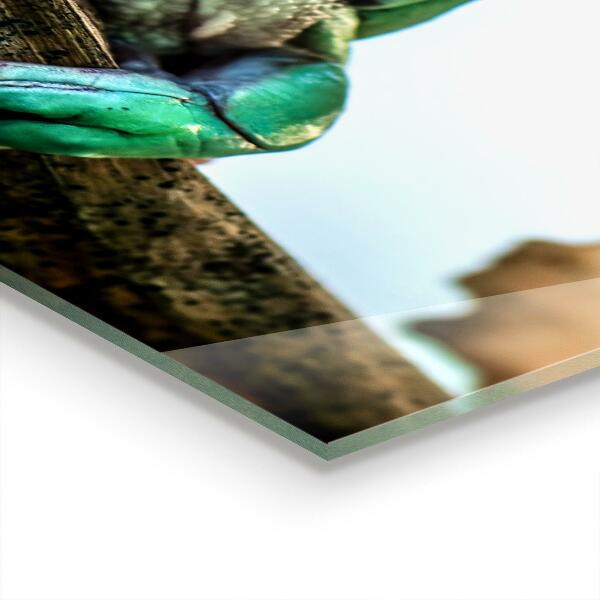 Sticlă bucătărie Broasca curios pe o frunză