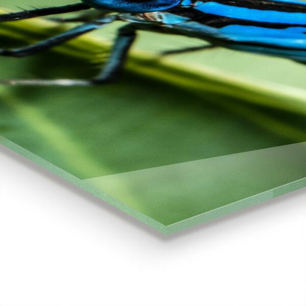 Sticlă bucătărie Libelula pe frunză