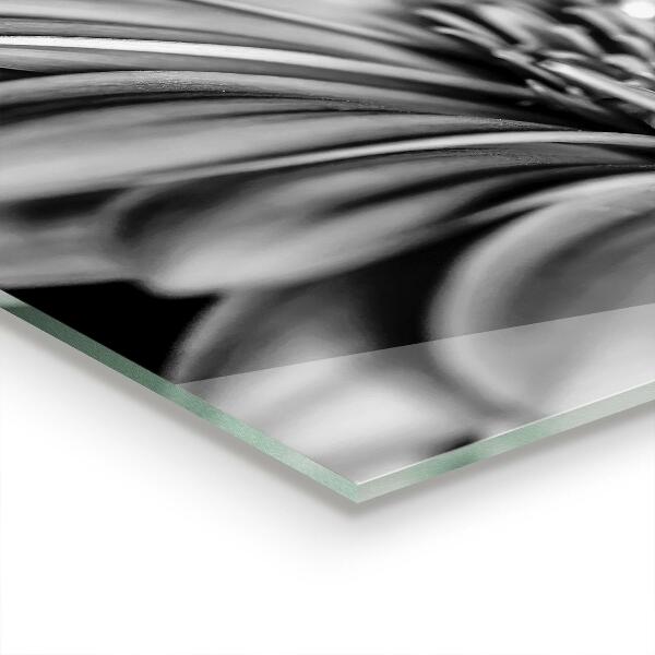 Panou sticlă bucătărie Fotografie alb-negru gerber